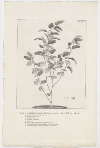 Cassia nictitans