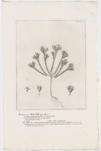 Roella ciliata
