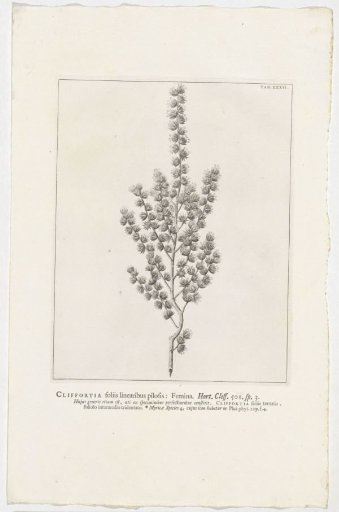 Cliffortia polygonifolia