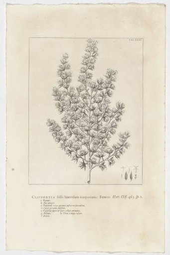 Cliffortia ruscifolia