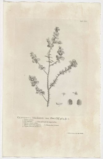 Cliffortia ilicifolia