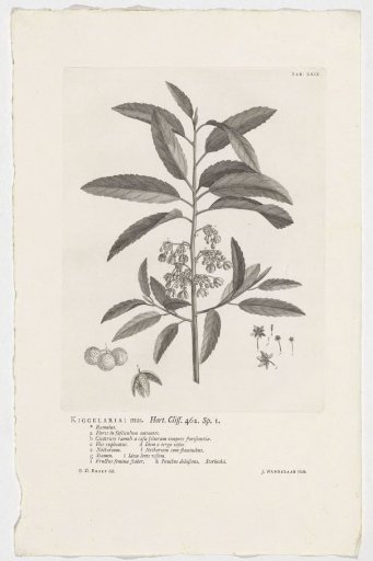 Kiggelaria africana