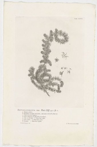 Anthospermum aethiopicum