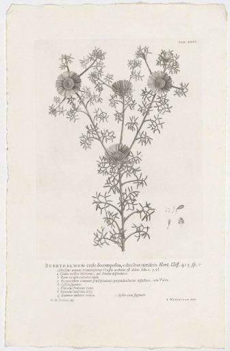 Cladanthus arabicus