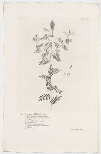 Dalea alopecuroides