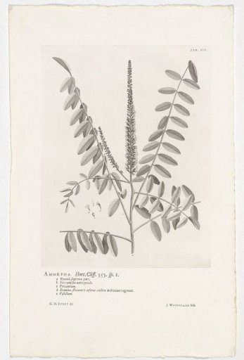 Amorpha fruticosa