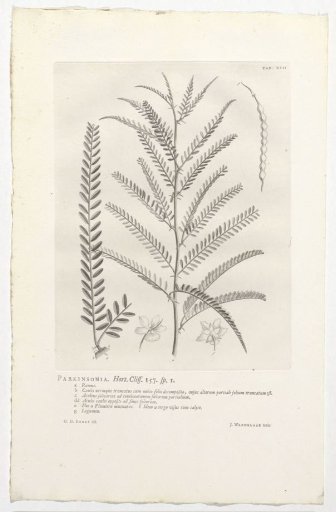 Parkinsonia aculeata