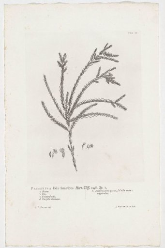 Passerina filiformis