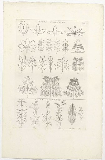 Sheet with a border of 25 leaves of various plants
