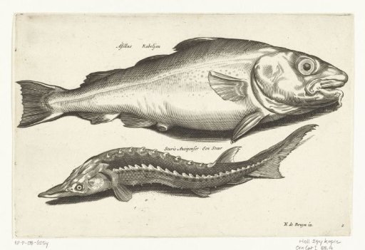 Cod and sturgeon