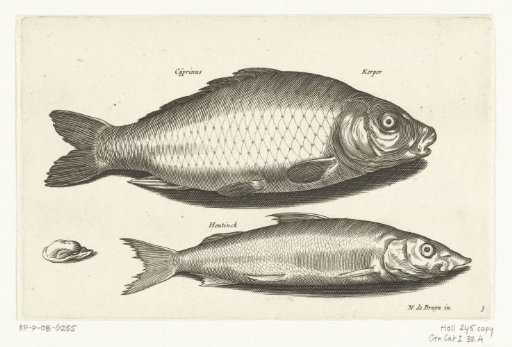 Carp and smelt