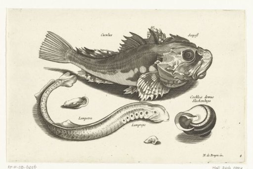Bream, perch and snail shell