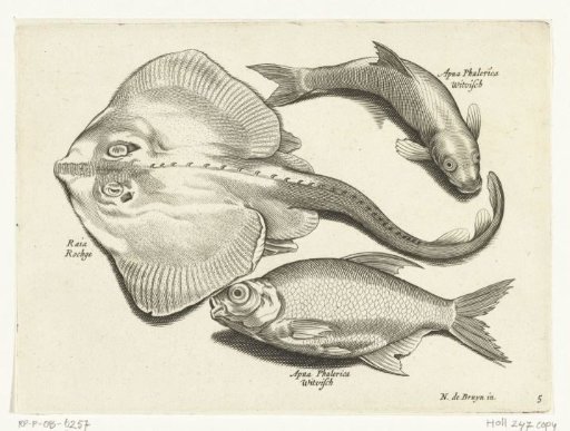 Ray, bream and white fish