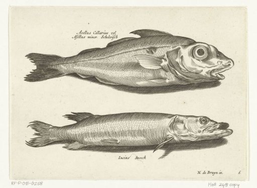Hake and pike