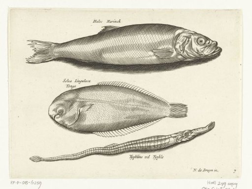 Herring, sole and pipefish