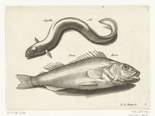 Eel and perch