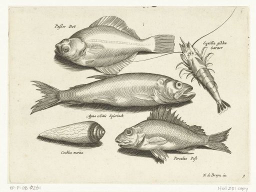 Plaice, shrimp, smelt and dab