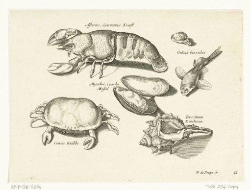 Lobster, crab and shells