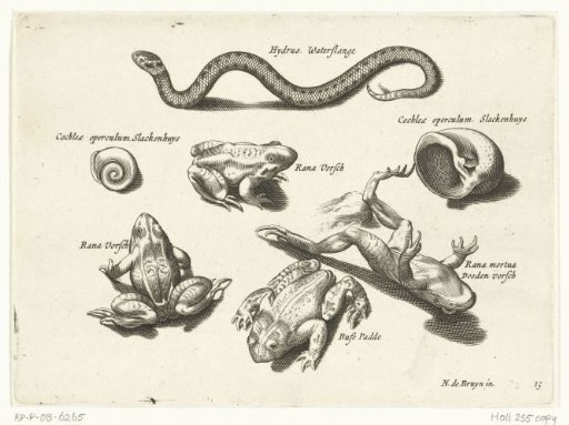 Water snake, frogs and toads