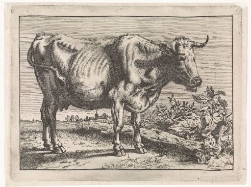 Cow with twisted horn