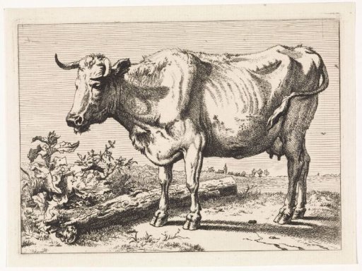 Cow with twisted horn