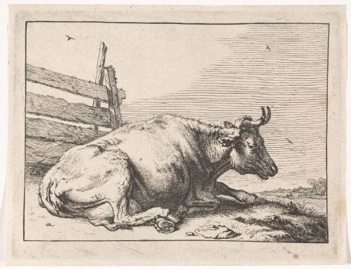 Lying cow by a fence