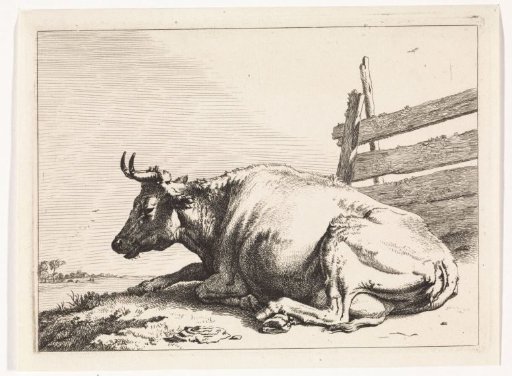 Lying cow by a fence