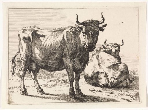 A standing and a lying cow