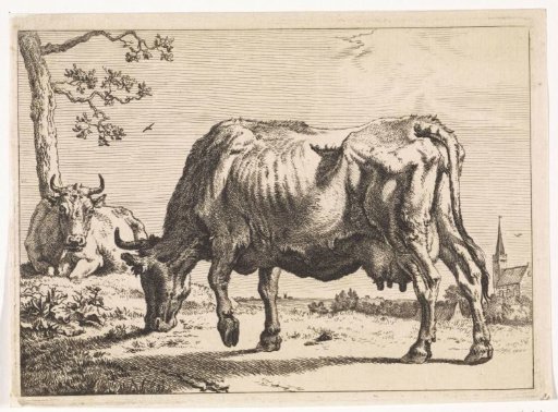 Grazing cow