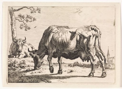 Grazing cow
