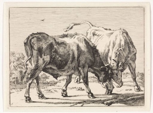 Two fighting oxen