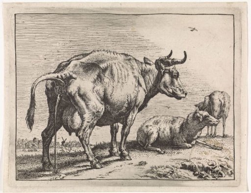 Urinating cow