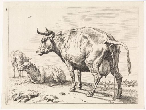 Urinating cow