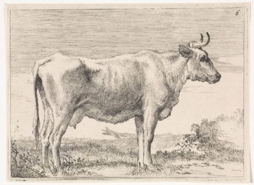 Standing cow