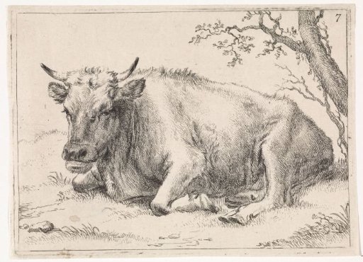 Lying cow
