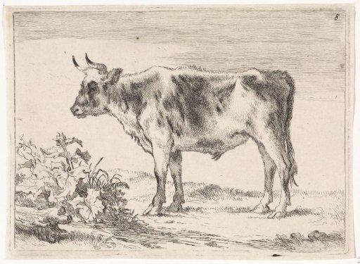 Young ox