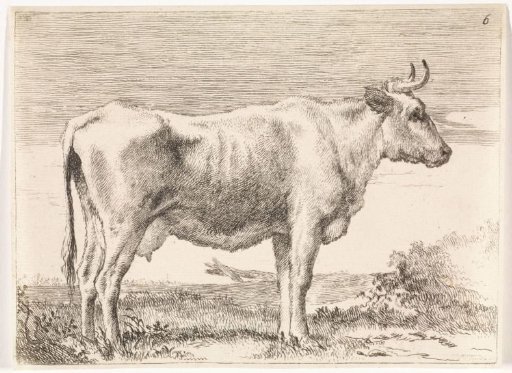 Standing cow