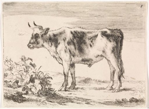 Young ox