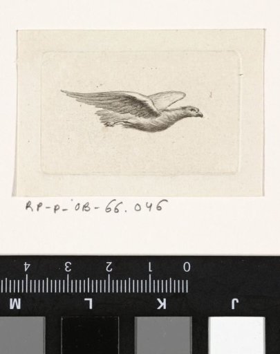 Flying bird of prey