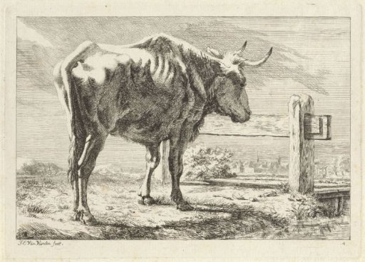 Standing Ox by a Fence
