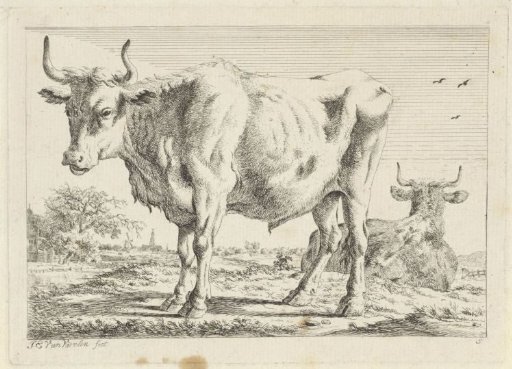 Standing and Lying Ox