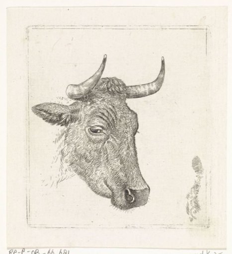 Cow's head A