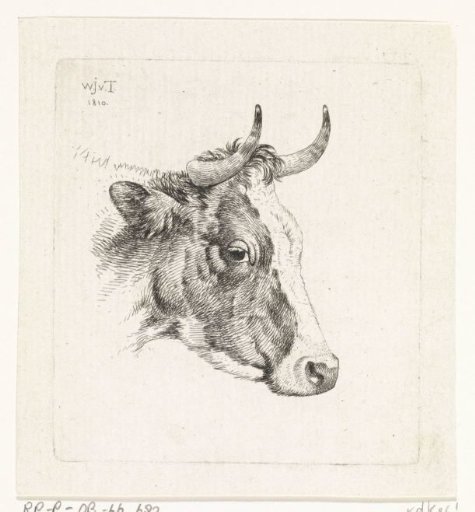 Cow's head B