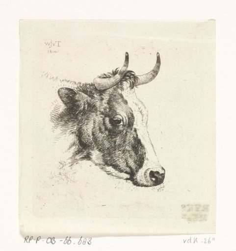 Cow's head B
