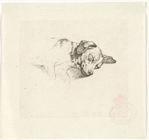 Head of a sleeping dog