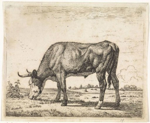 Grazing cow to the left