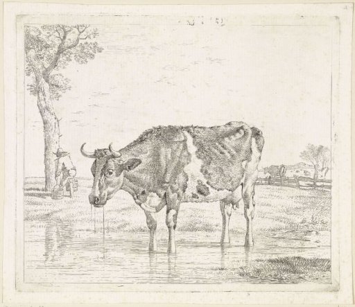 Drinking cow
