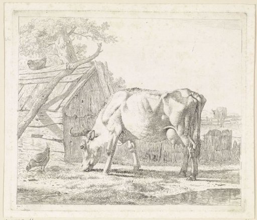 Grazing cow and a chicken