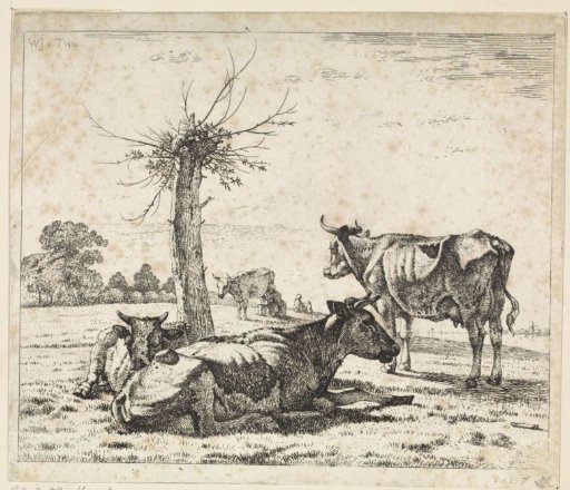 Cows by a pollard willow