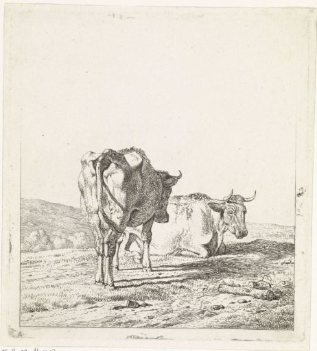 Lying and standing cow to the right